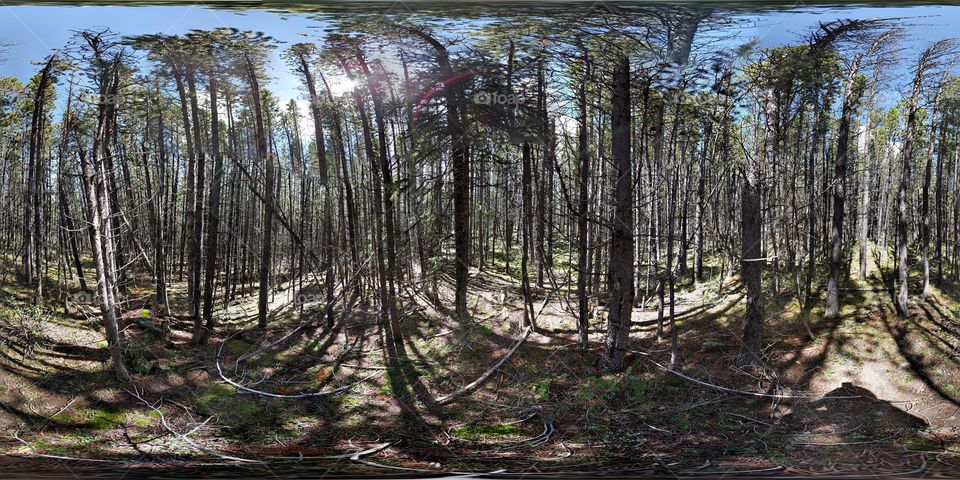 lodgepole pine forest 360°
