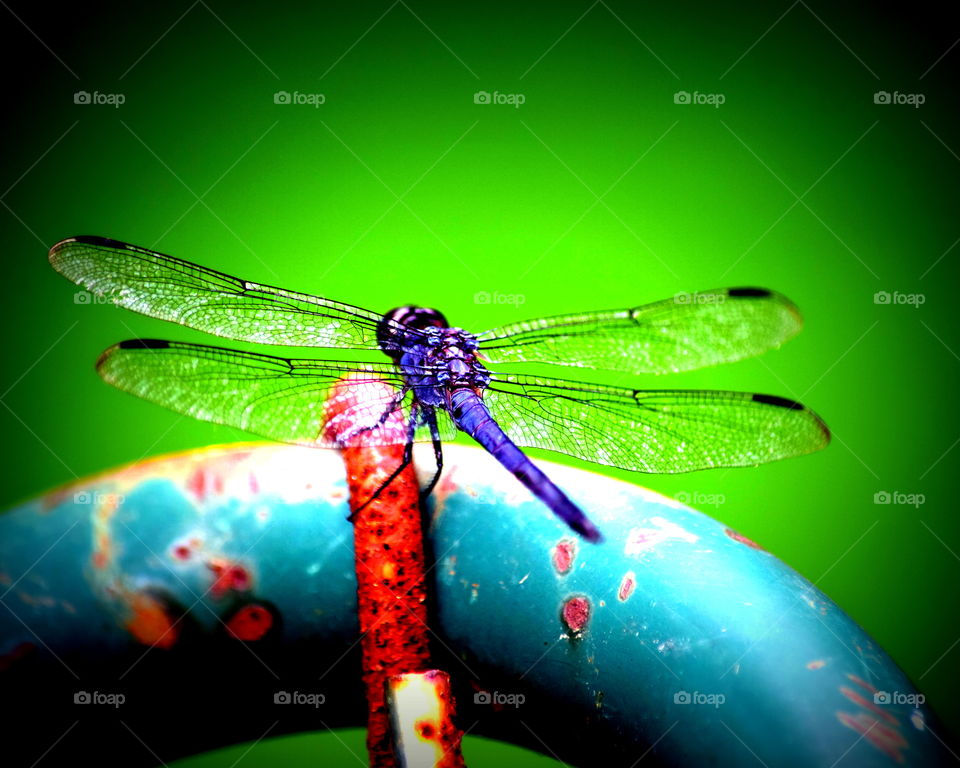 Dragonfly