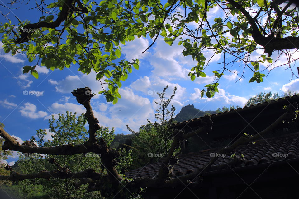 Blye sky under the branchs