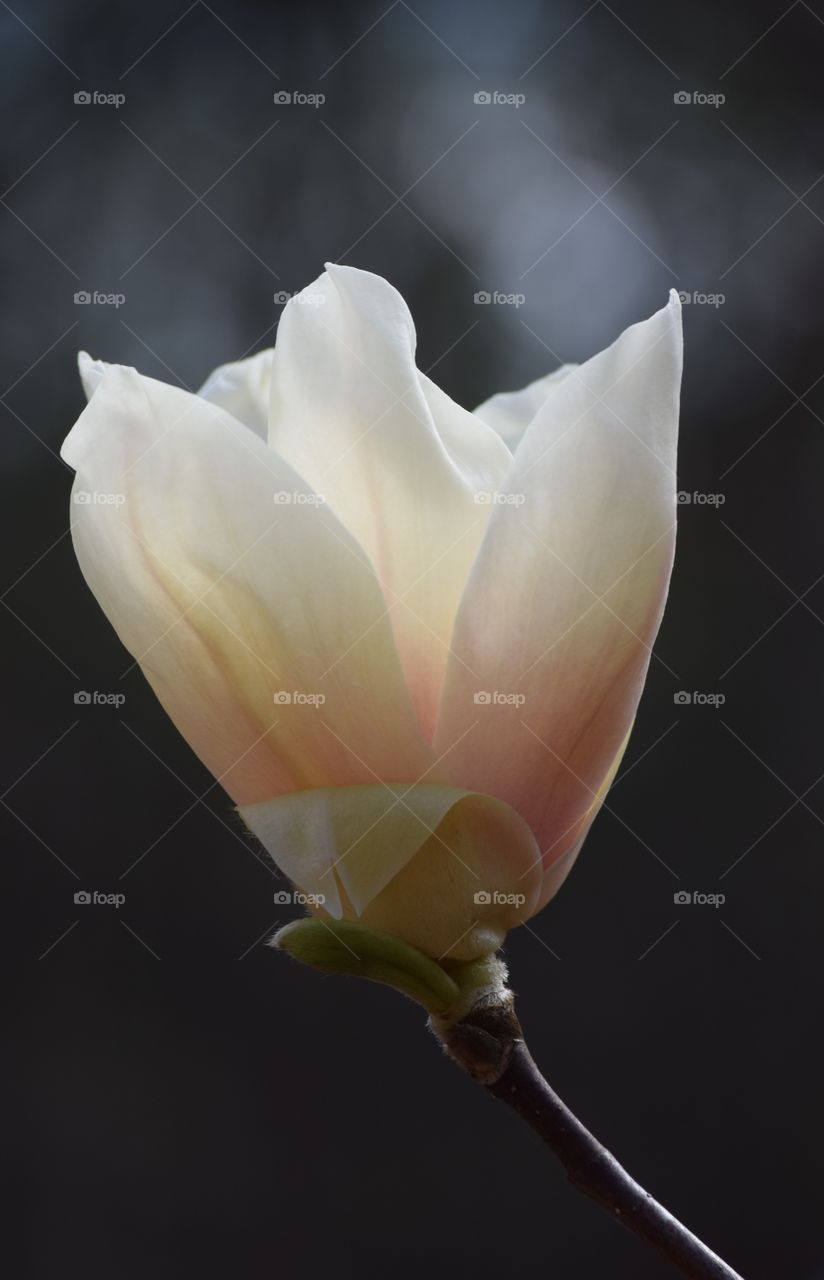 Close-up of flower