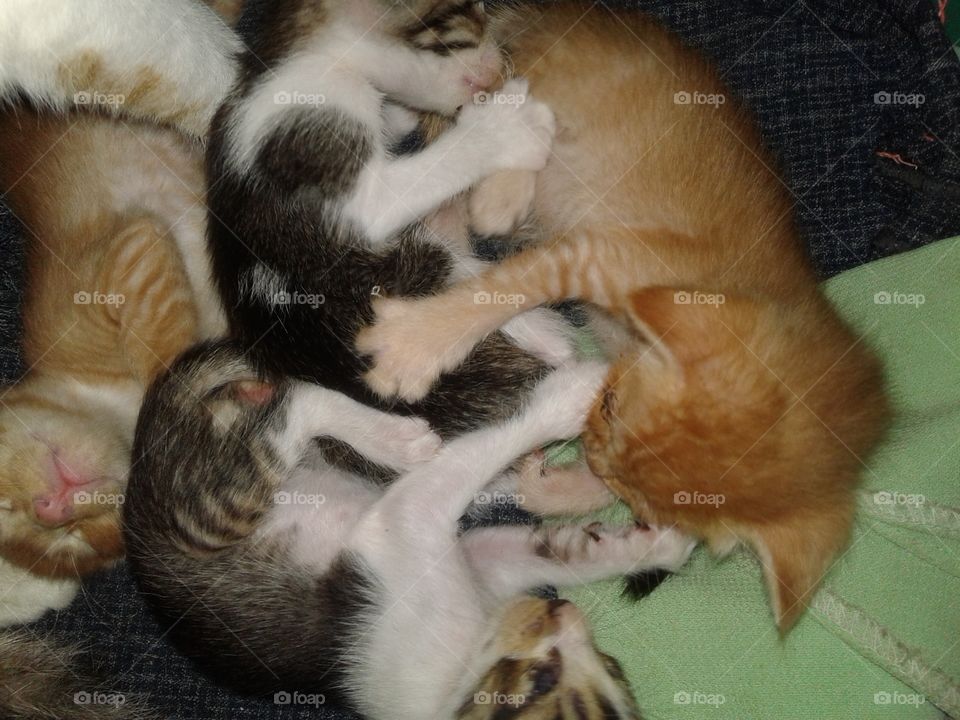 little cute kittens playing with ech others.one of kitten is sleeping.