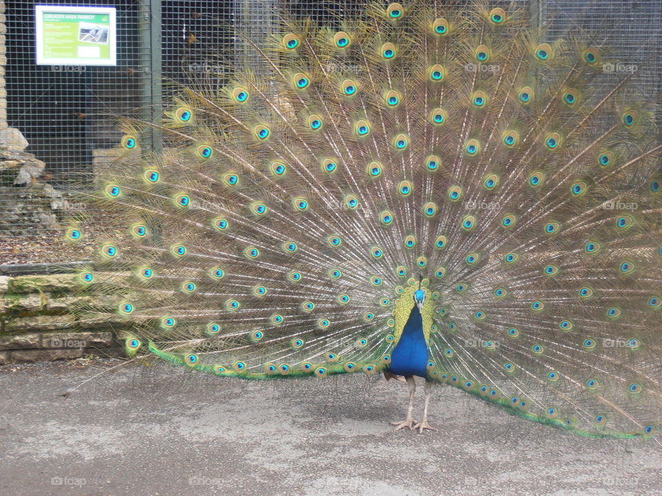 Peacock