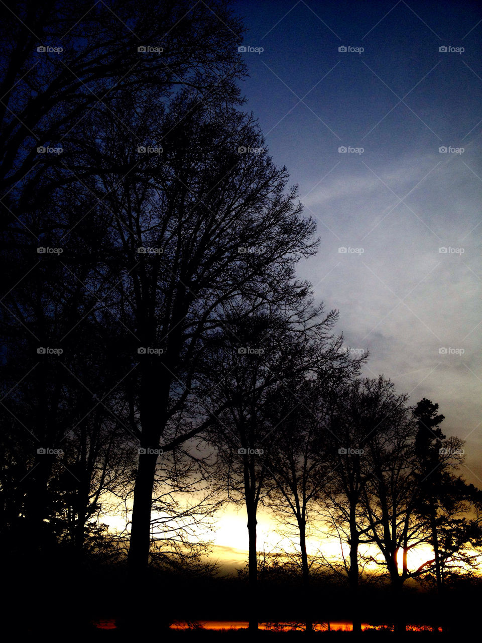 Silhouette of trees at sunset