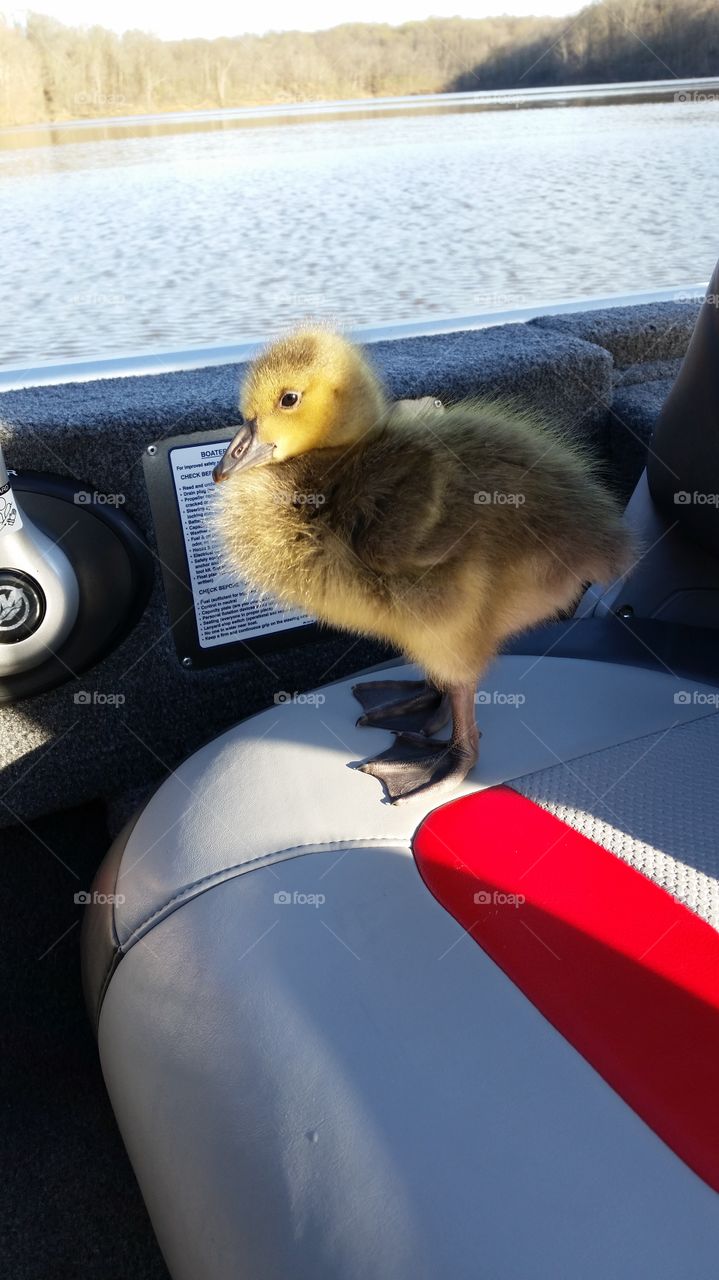 Baby duck on the boat