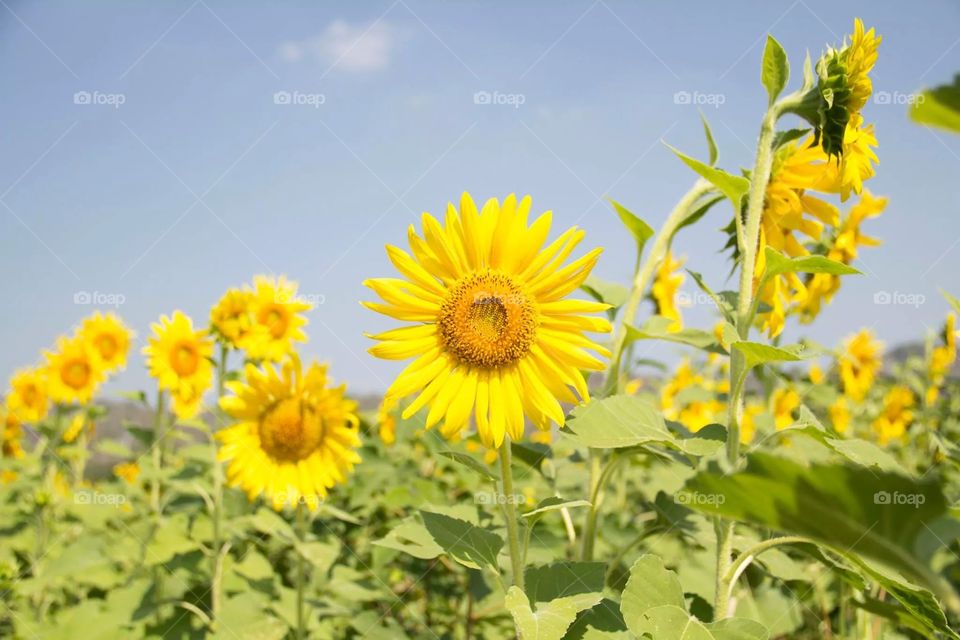 Sunflowers. Sunflowers in the field