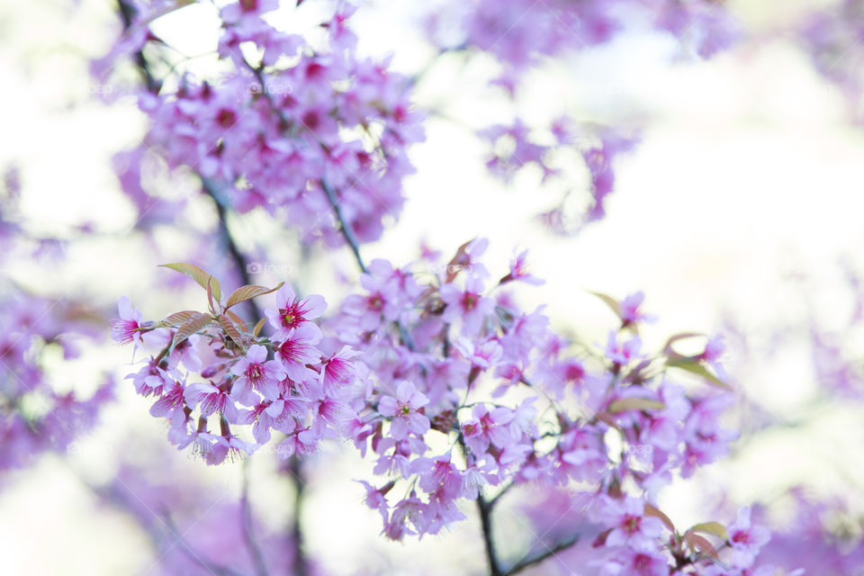 Sukura flower in Thailand 