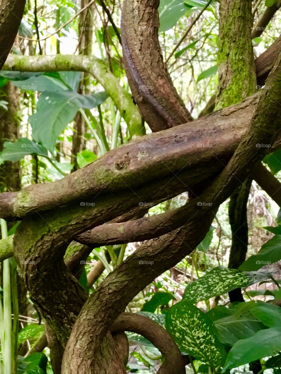 Branches at Hawaii Tropical Botanical Garden