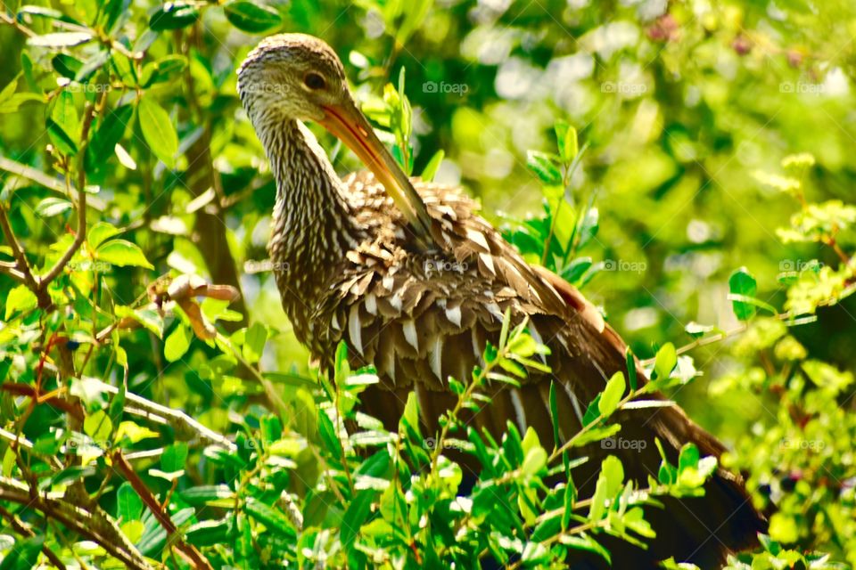 Limpkin in the tree