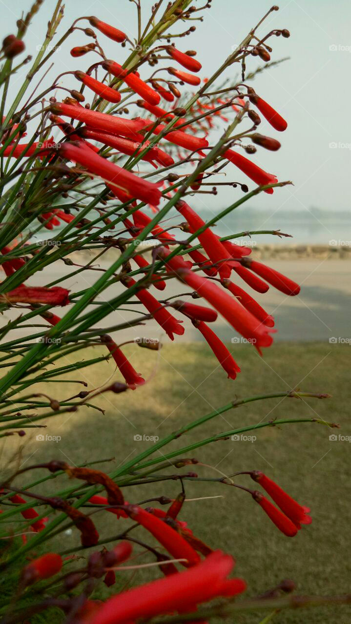 Tubular Red Flower i.e. Coral Fountain Russelia in Chandigarh India