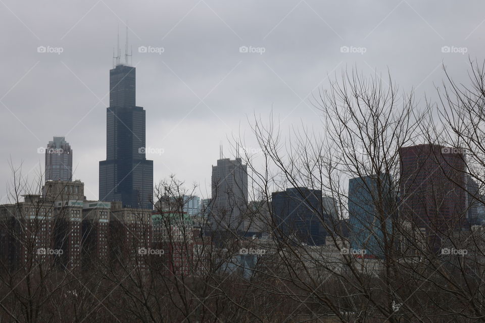 chicago city skyline through the bushes on a cloudy day