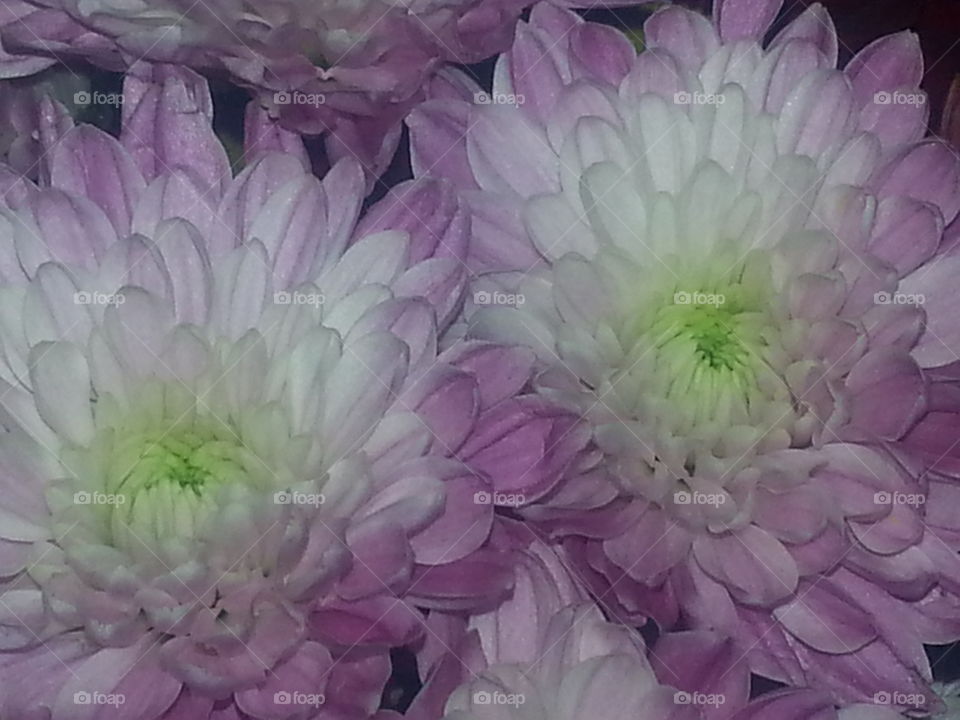 Green-Purple-White Flower