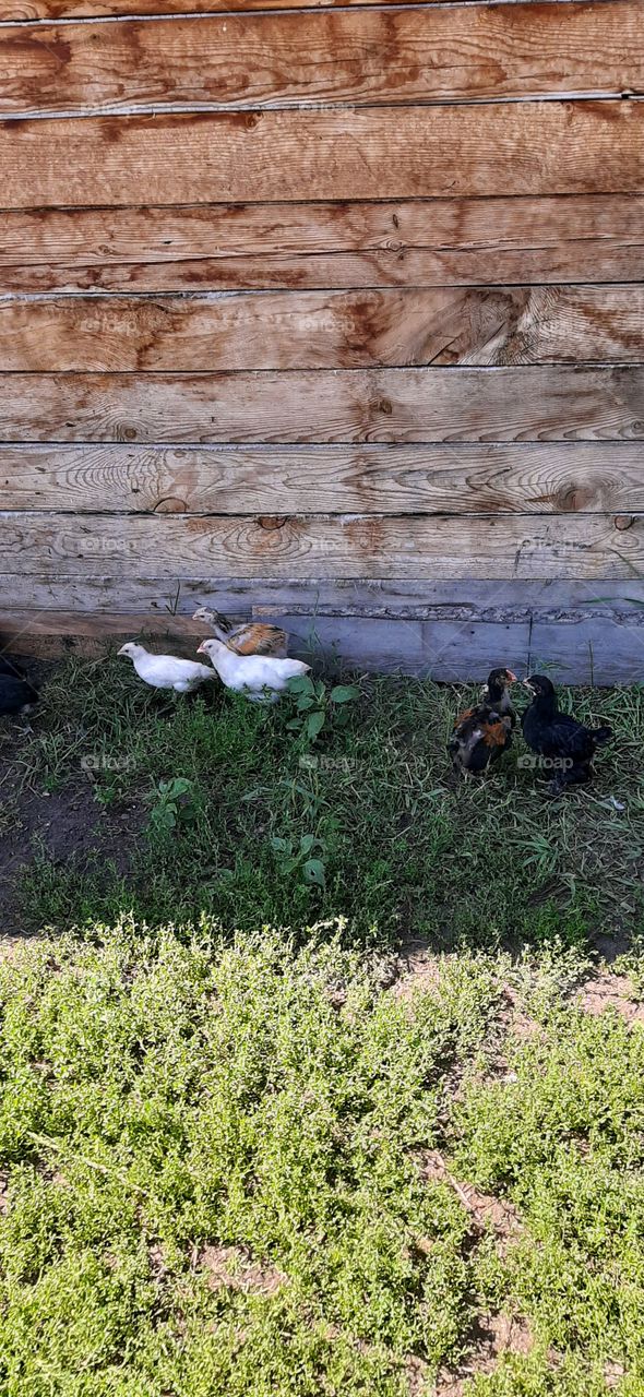 куры на деревенском дворе