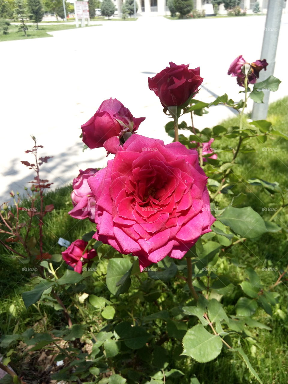 flower Sun rose