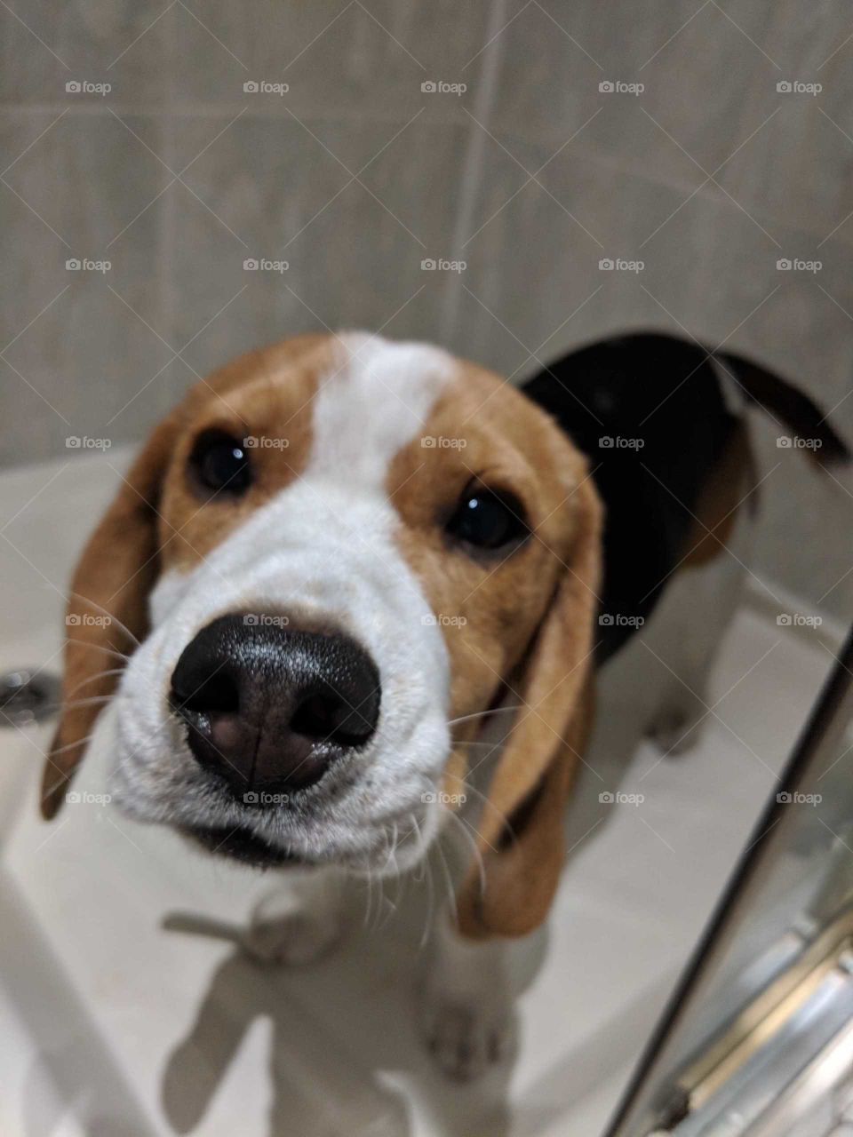 Beagle in Shower