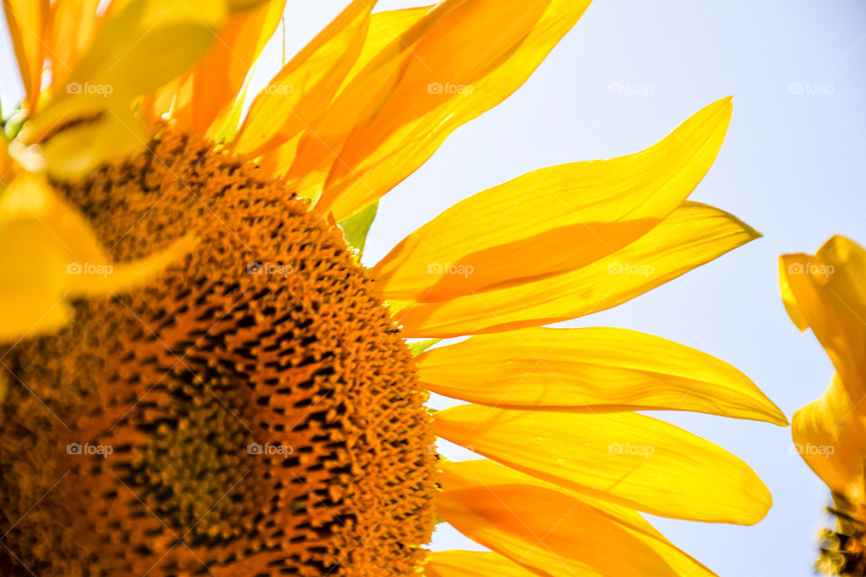 Close-up of sunflower