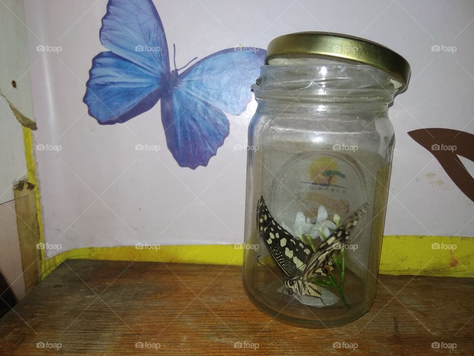 This butterfly needs freedom. We gave her/him freedom after we feed her/him.