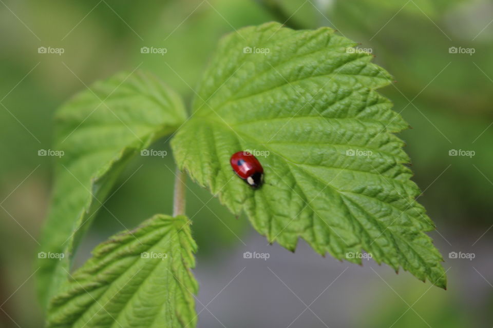Ladybug