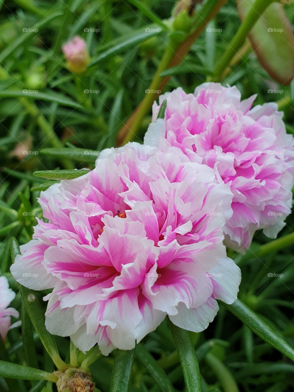 the portulaca grandiflora