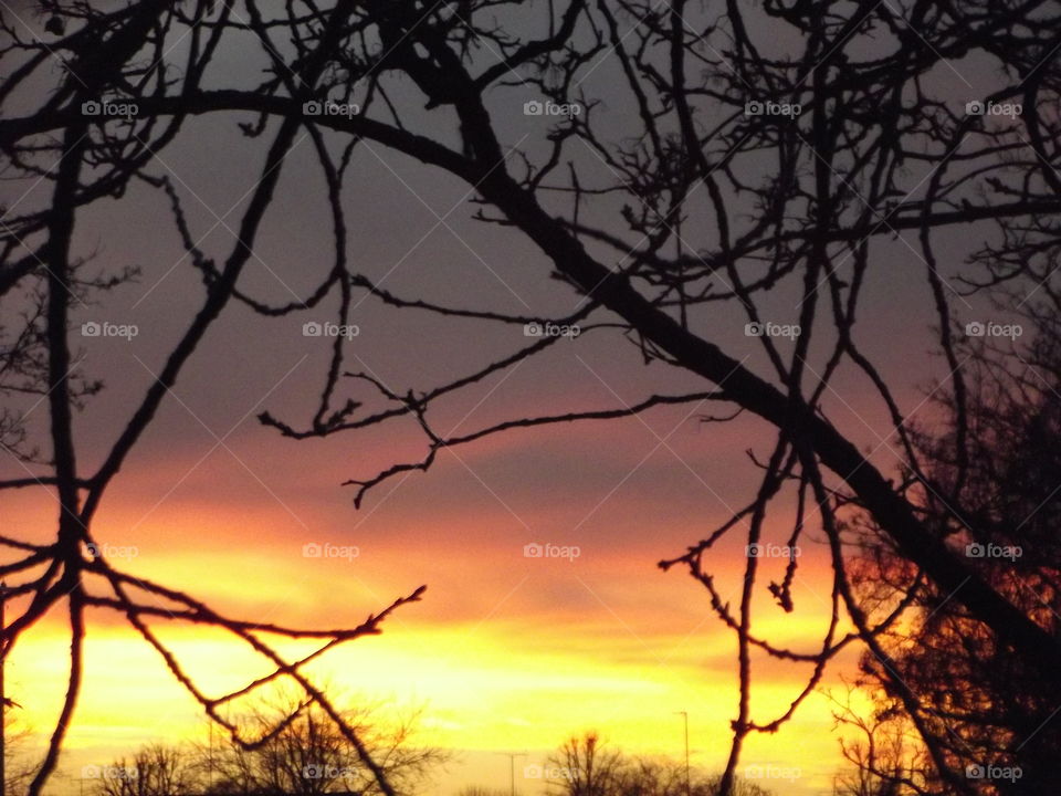 Branches At Dusk