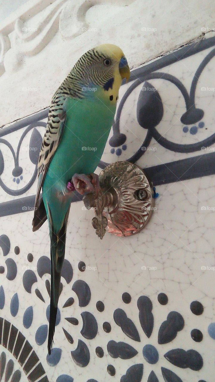 beautiful parrot against ceramic.