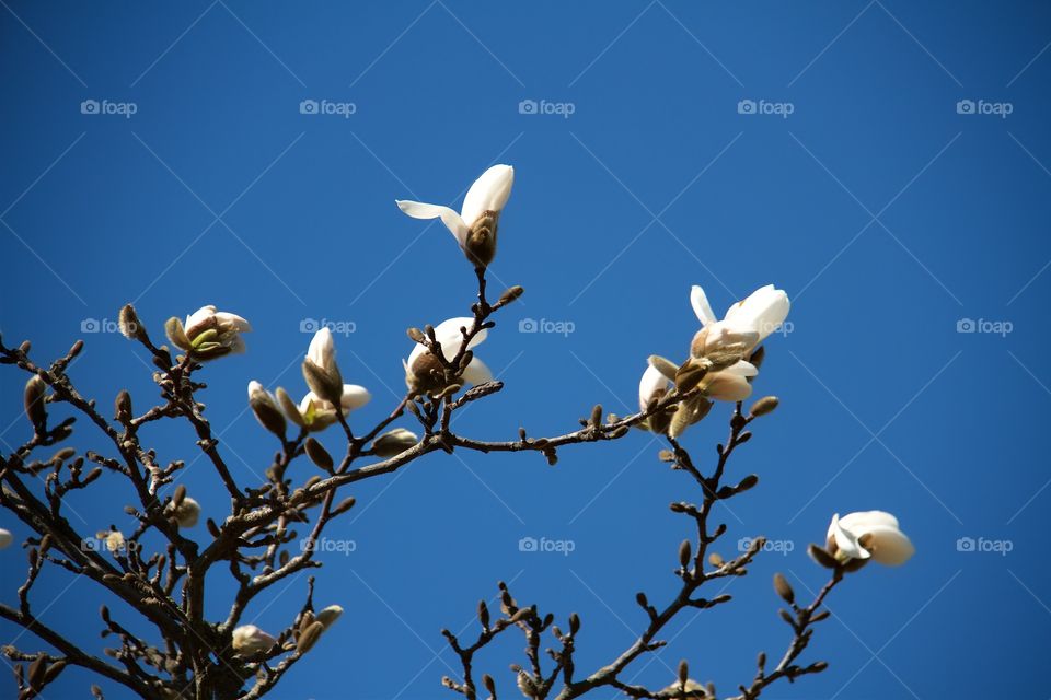 Magnolia kobus flowers against blue sky