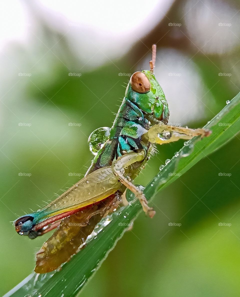 rainbow grasshopper