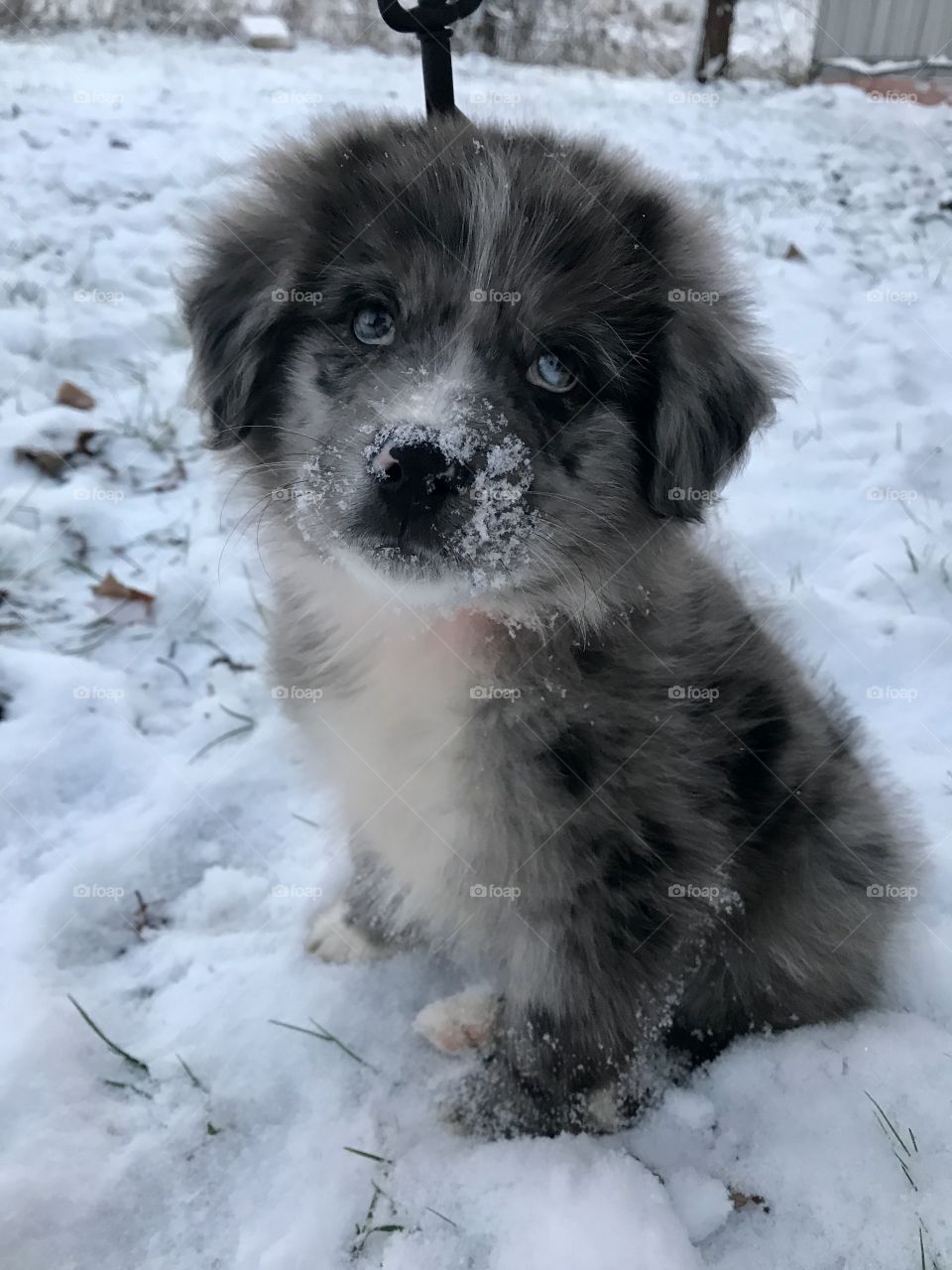 Aussie puppy