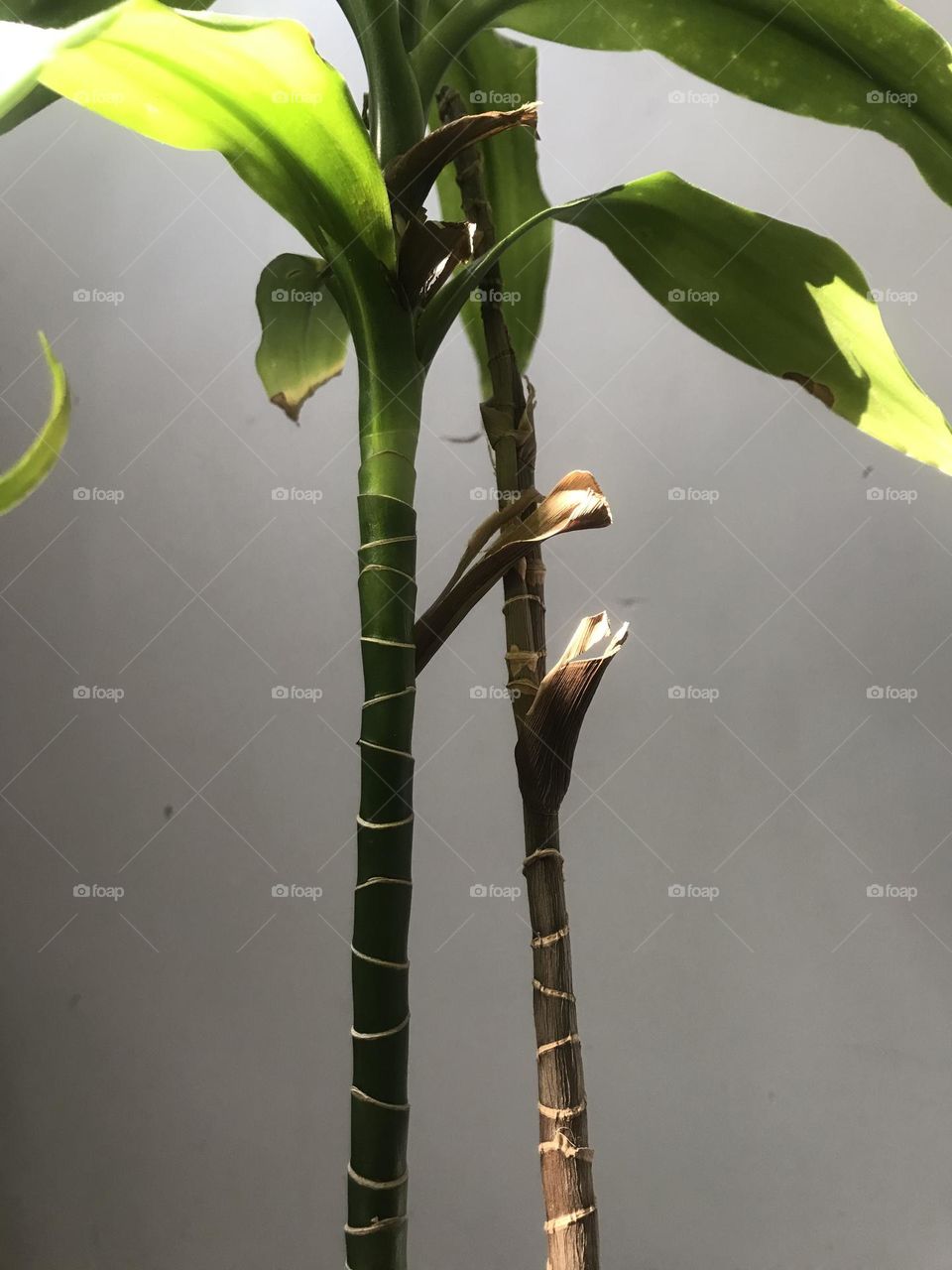 The green story of growth and germination. Life is a constant struggle.