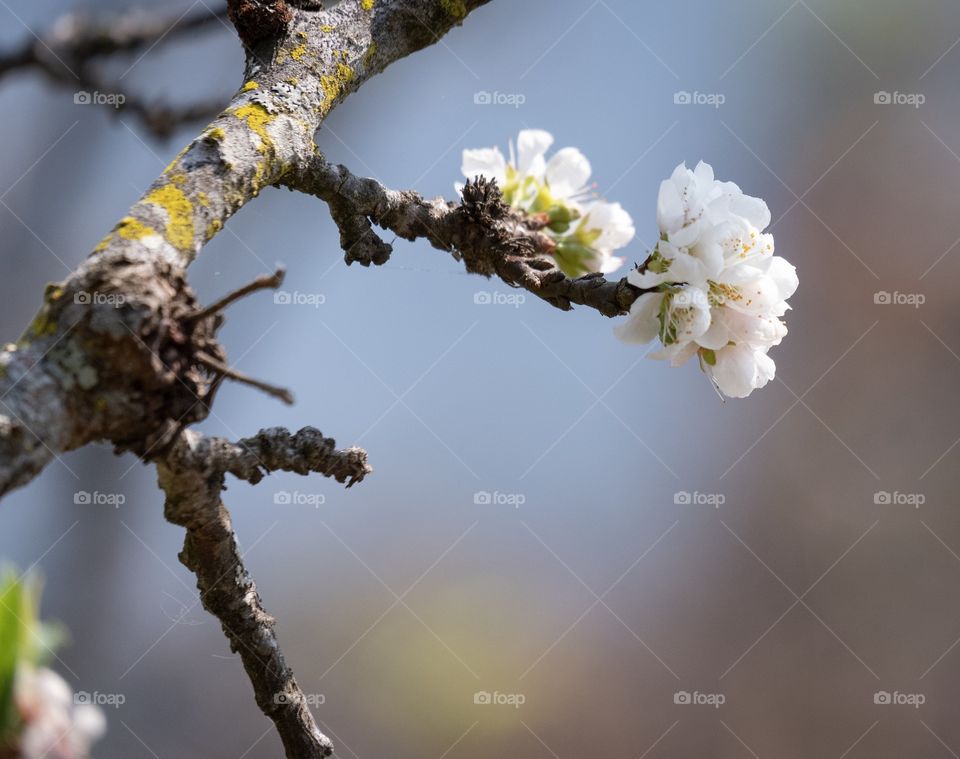 Beautiful Plum blossom in the North of Thailand