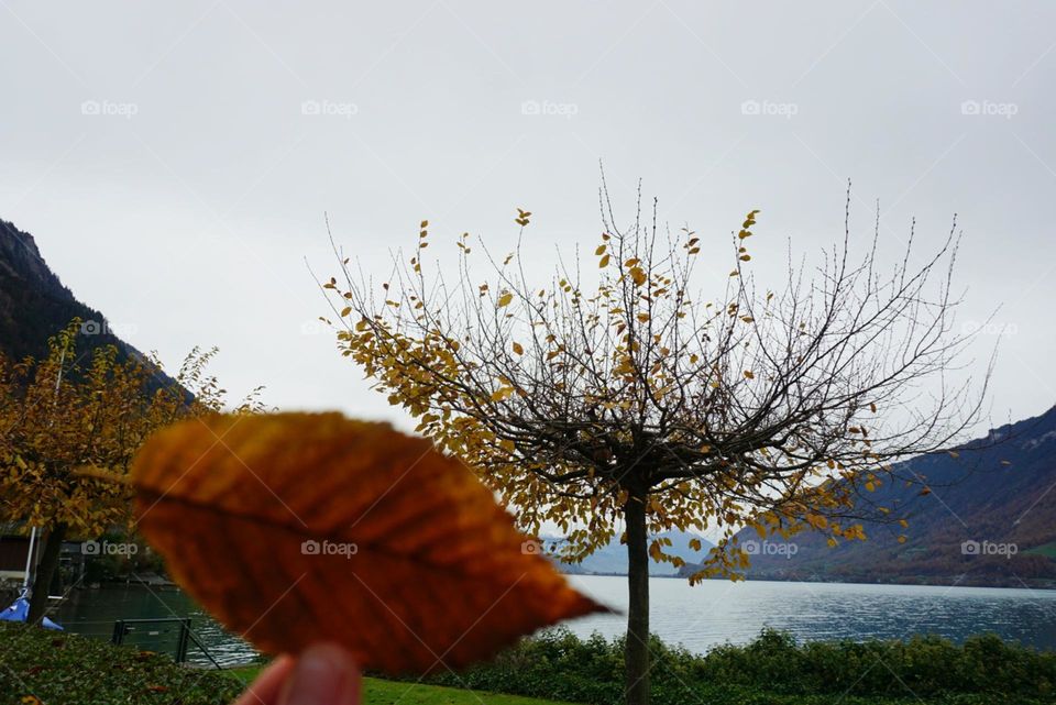 Autumn#leaves#trees