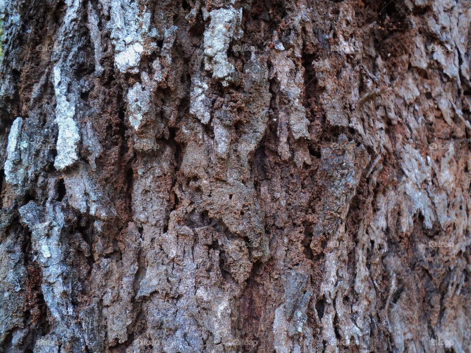 tree bark texture, abstract