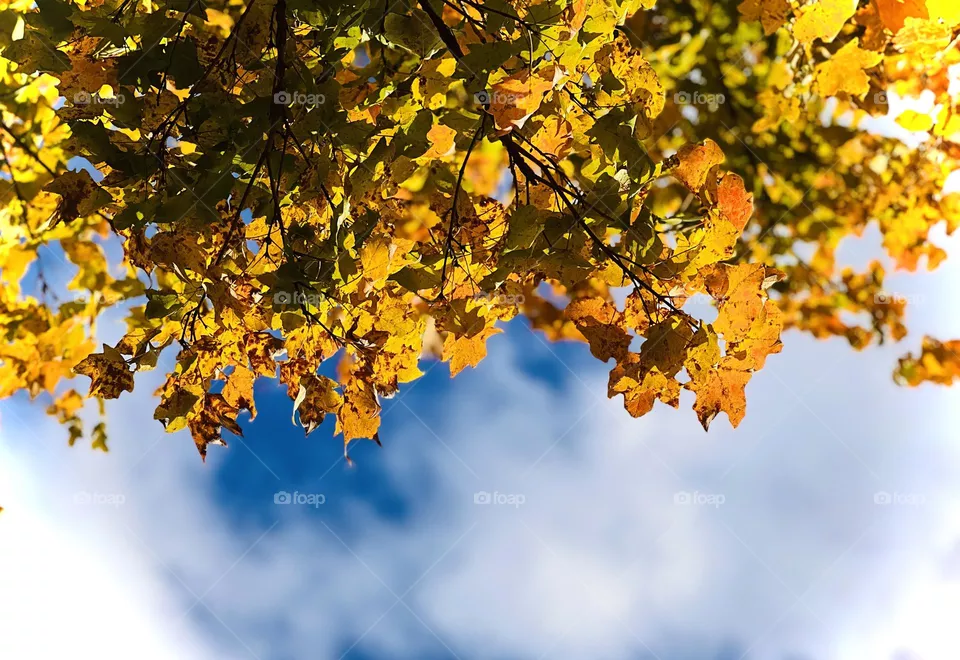 Beautiful fall