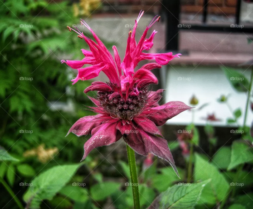 pink flower