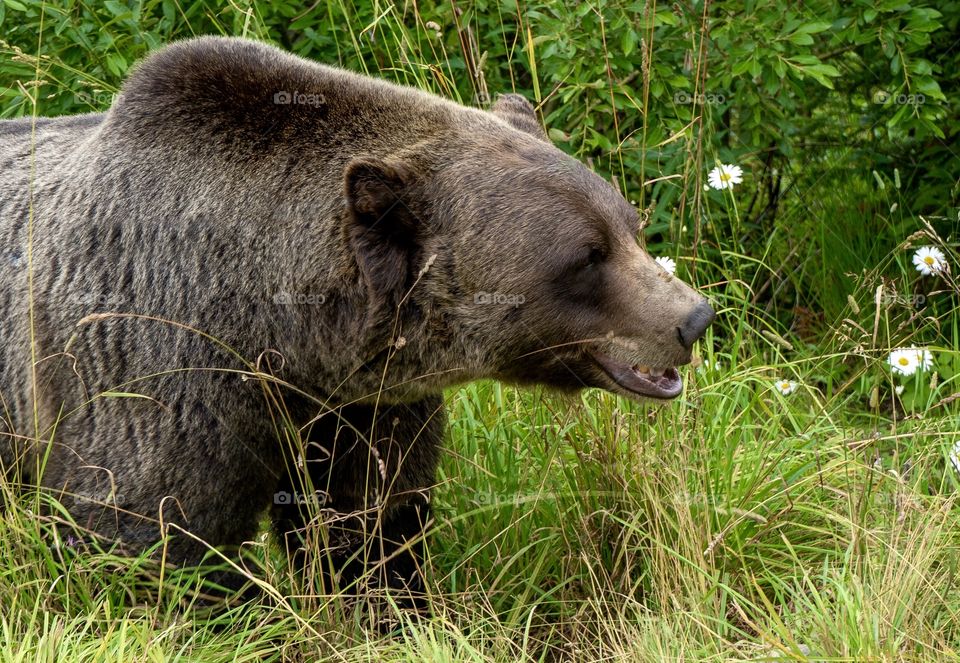 Grizzly bear walking through daisy flowers and tall grasses 