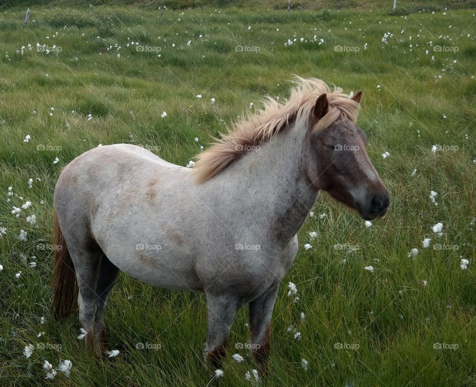 Iceland pony