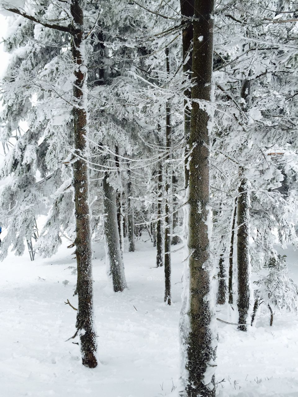 View of snowy forest