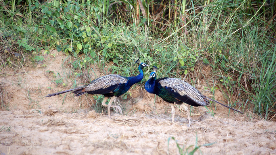 Two peacocks roaming safely in the fields in search of food.
