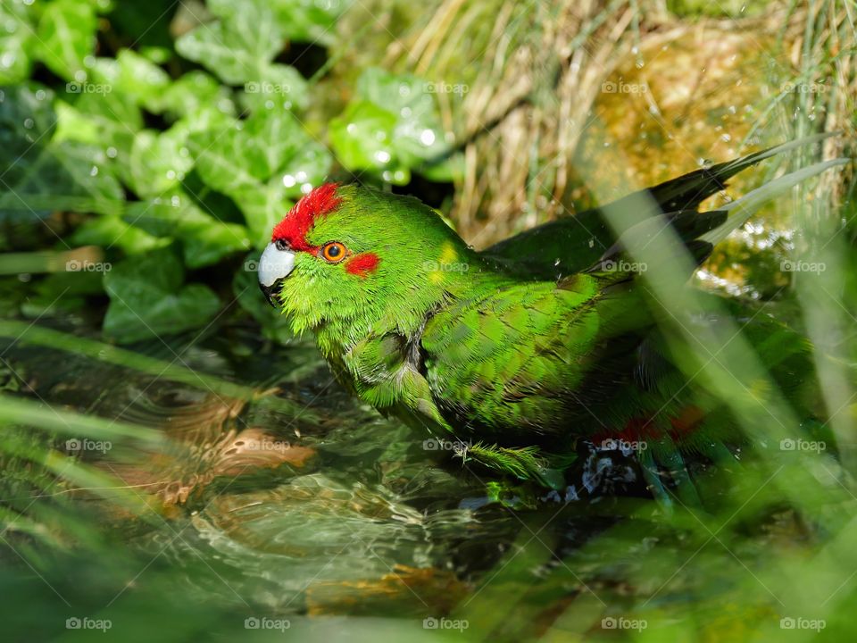 Bathing kakariki parakeet