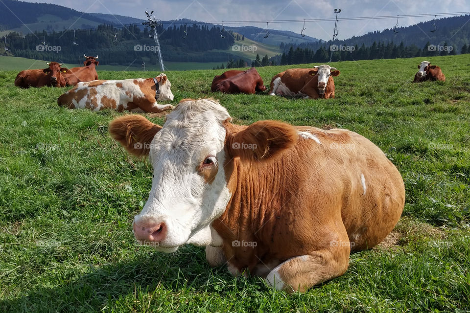 Cow on mountain meadow