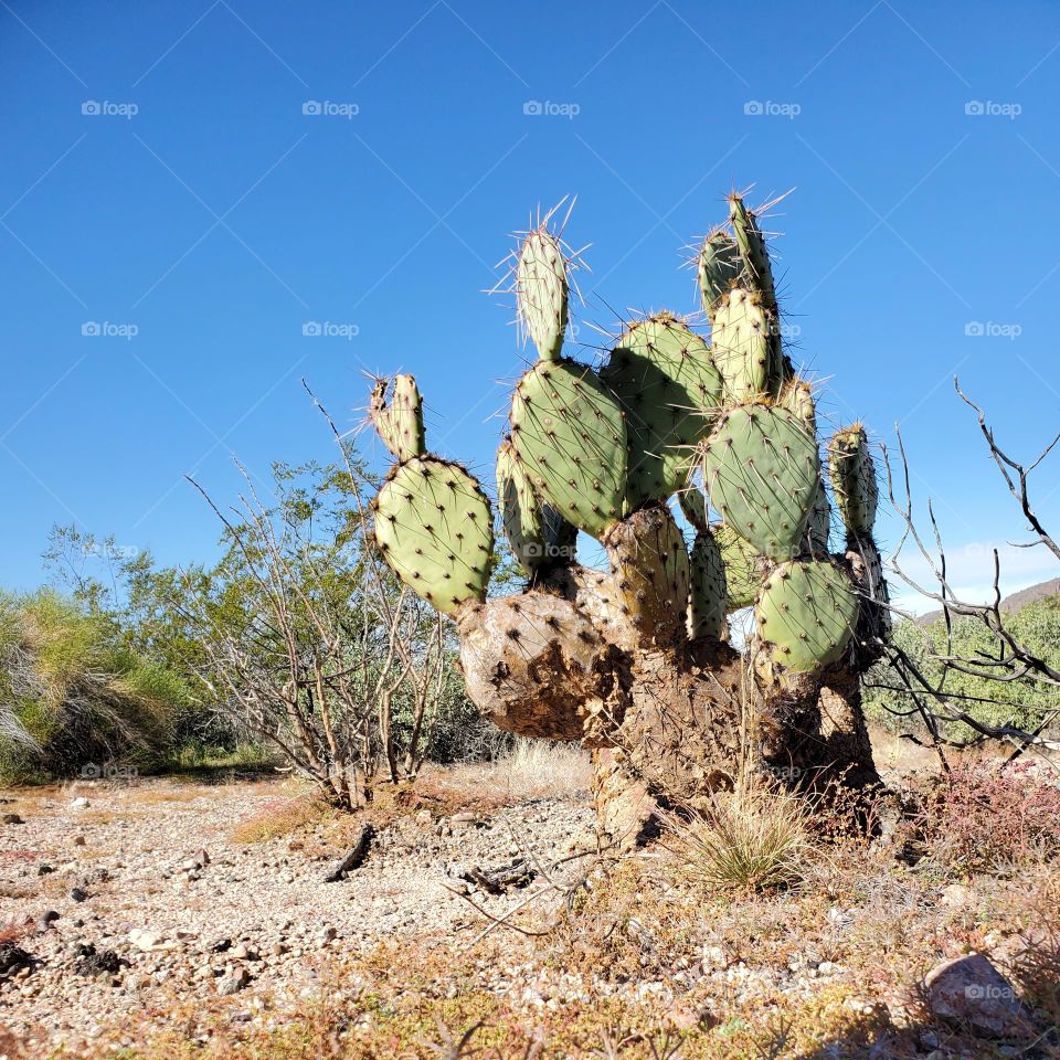 Prickly Pear Cactus in Arizona