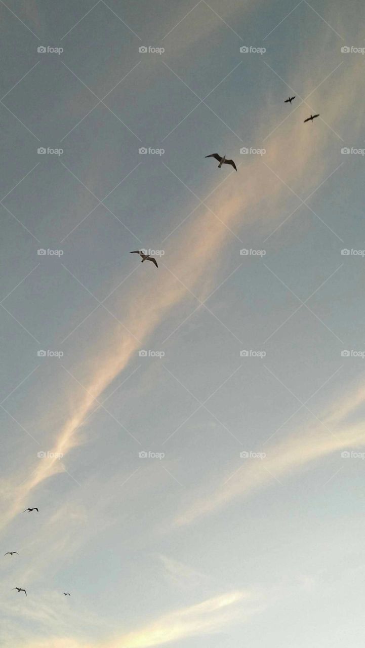 Flock of seagull in flight.