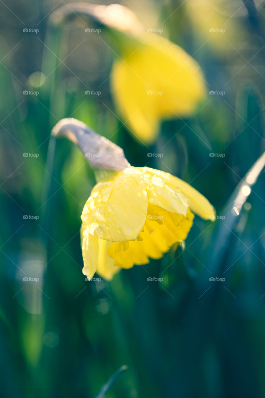 A portrait of a yellow daffodil with water drops on its petals with a blurred background during springtime.