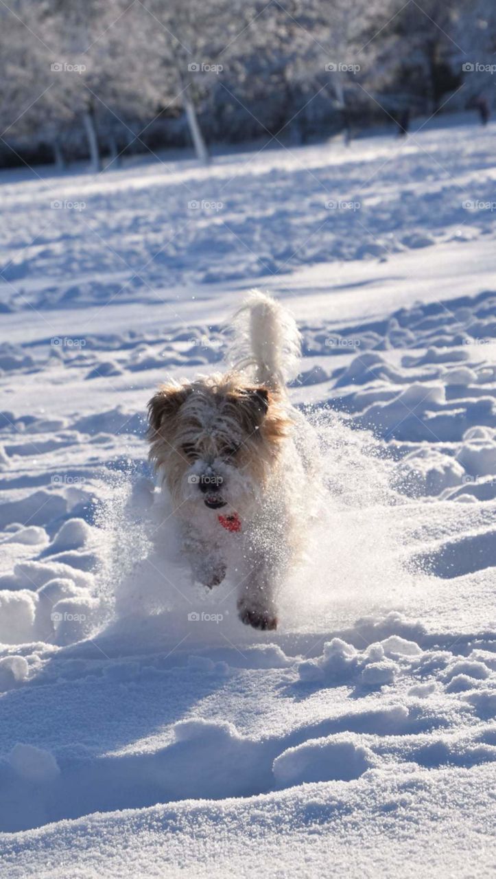 Terror dog in the snow