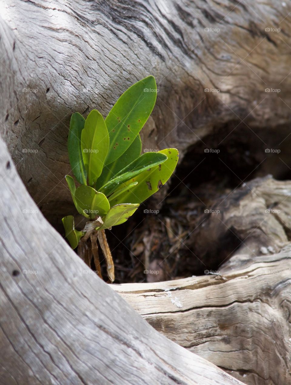 Baby Mangrove