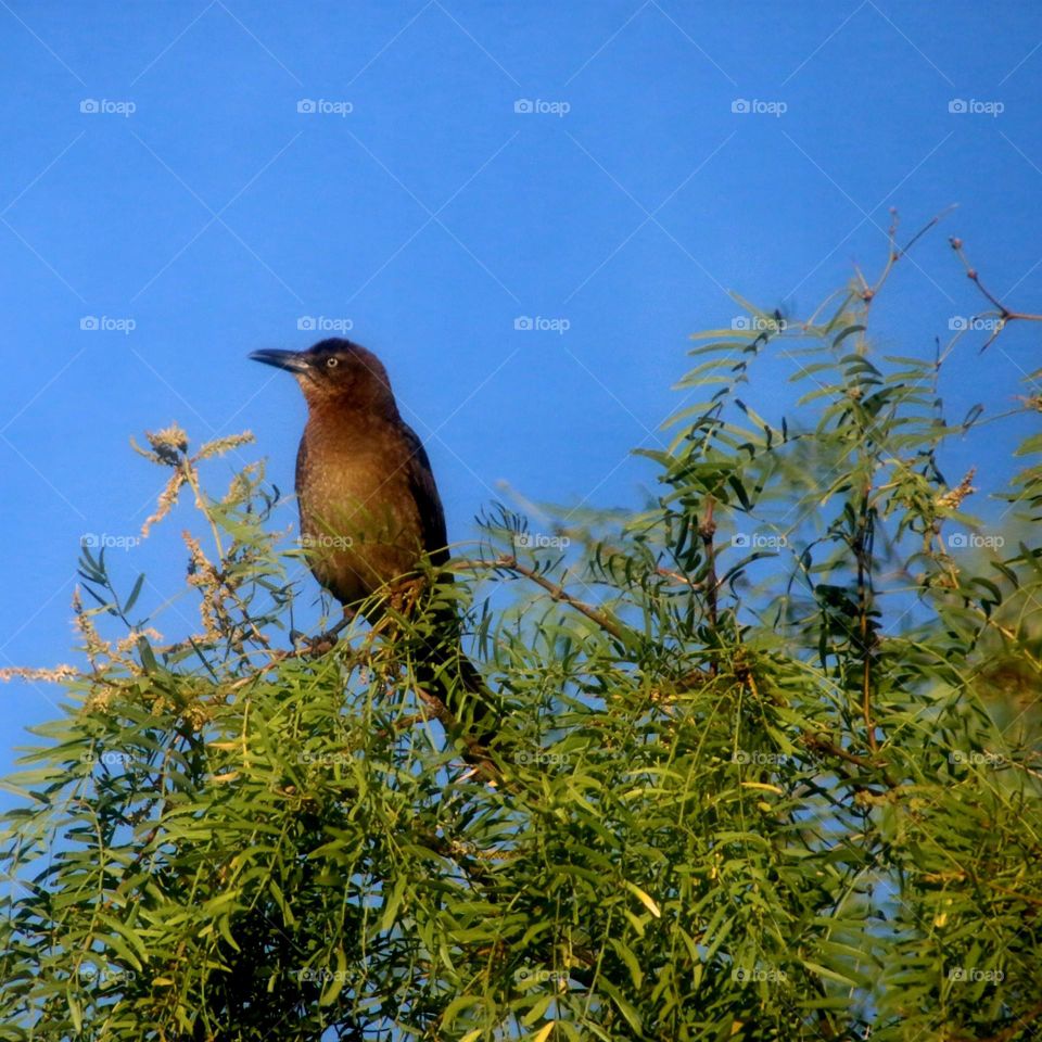 Female Grackle in the Treetop