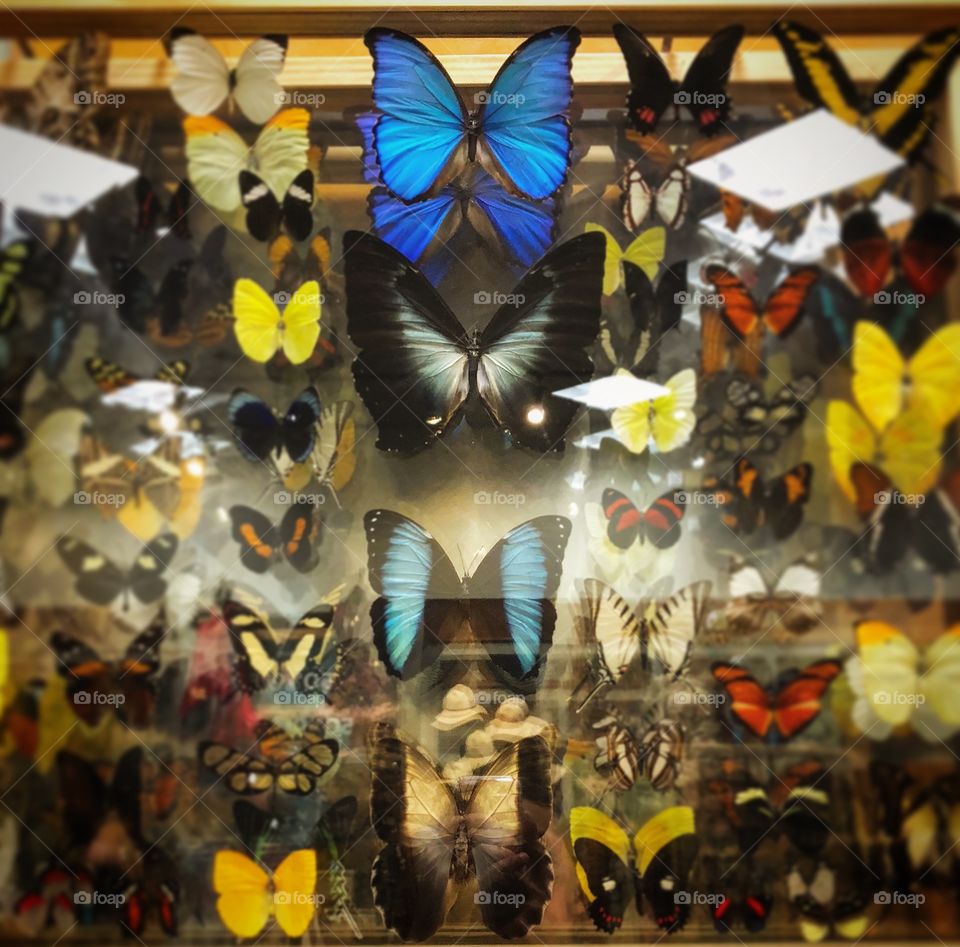 Maribosas en colores (Butterflies in color) 🦋