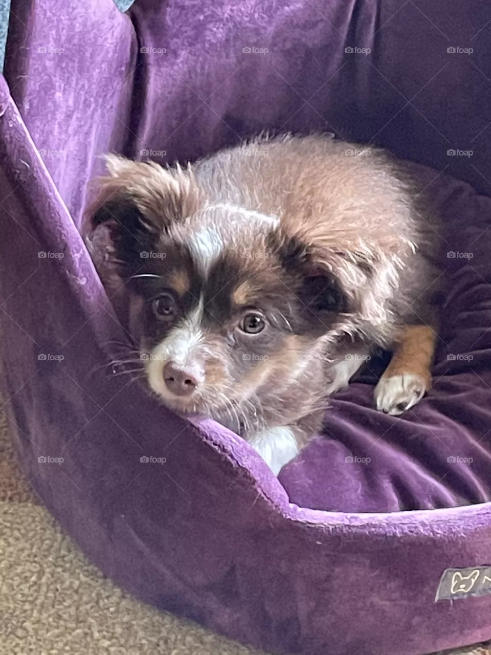 Bear the baby boy Aussie 