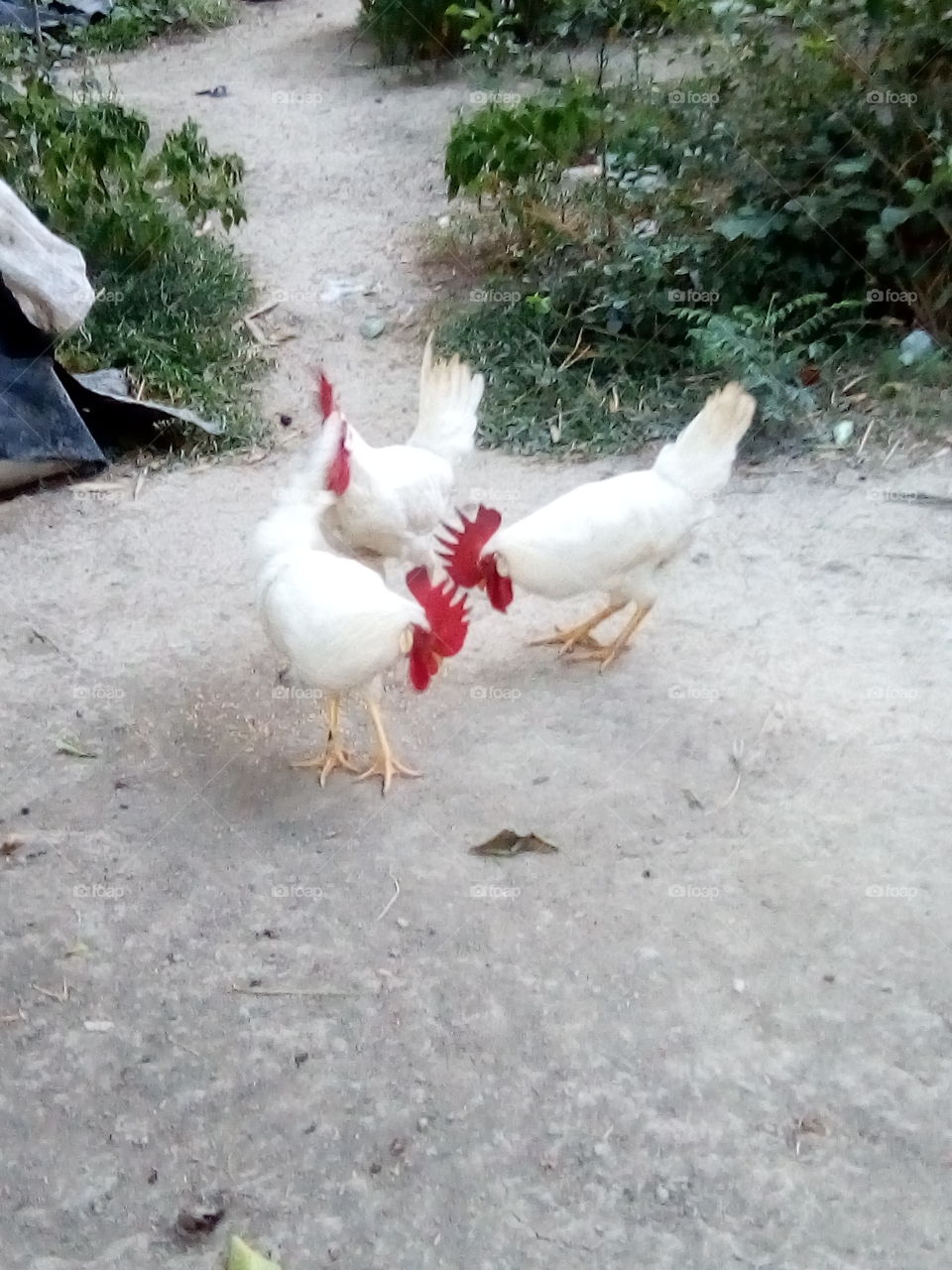 cocks