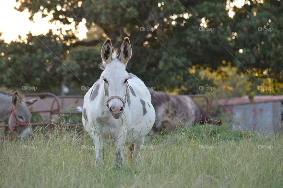 Donkey standing on the grassy land