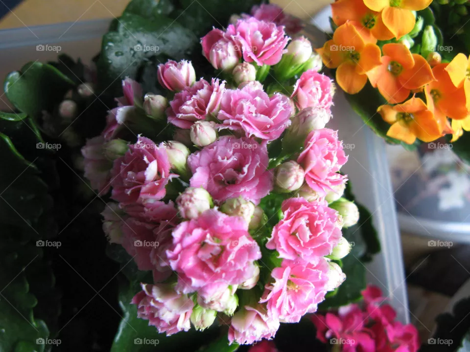 Kalanchoe Flowers